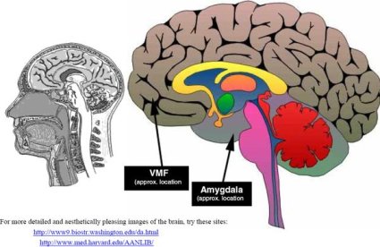 ventromedial-prefrontal-cortex